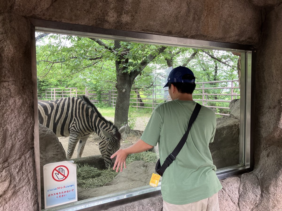 シマウマを見るJ君