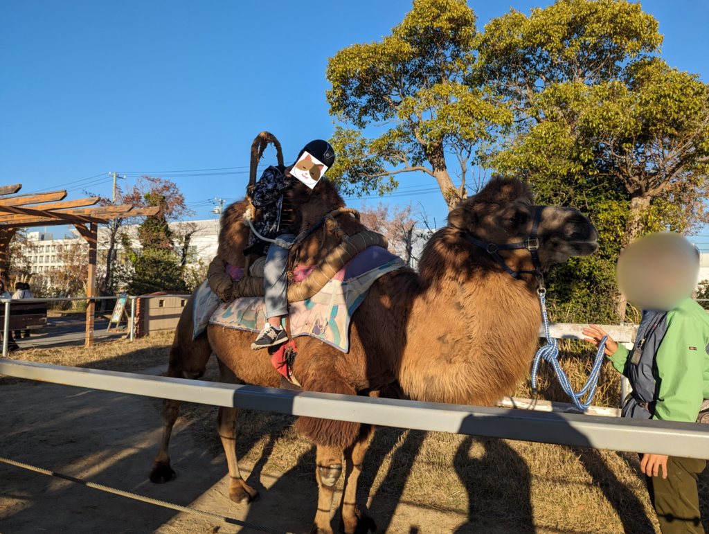 ラクダに乗る息子|神戸どうぶつ王国のふれあい体験