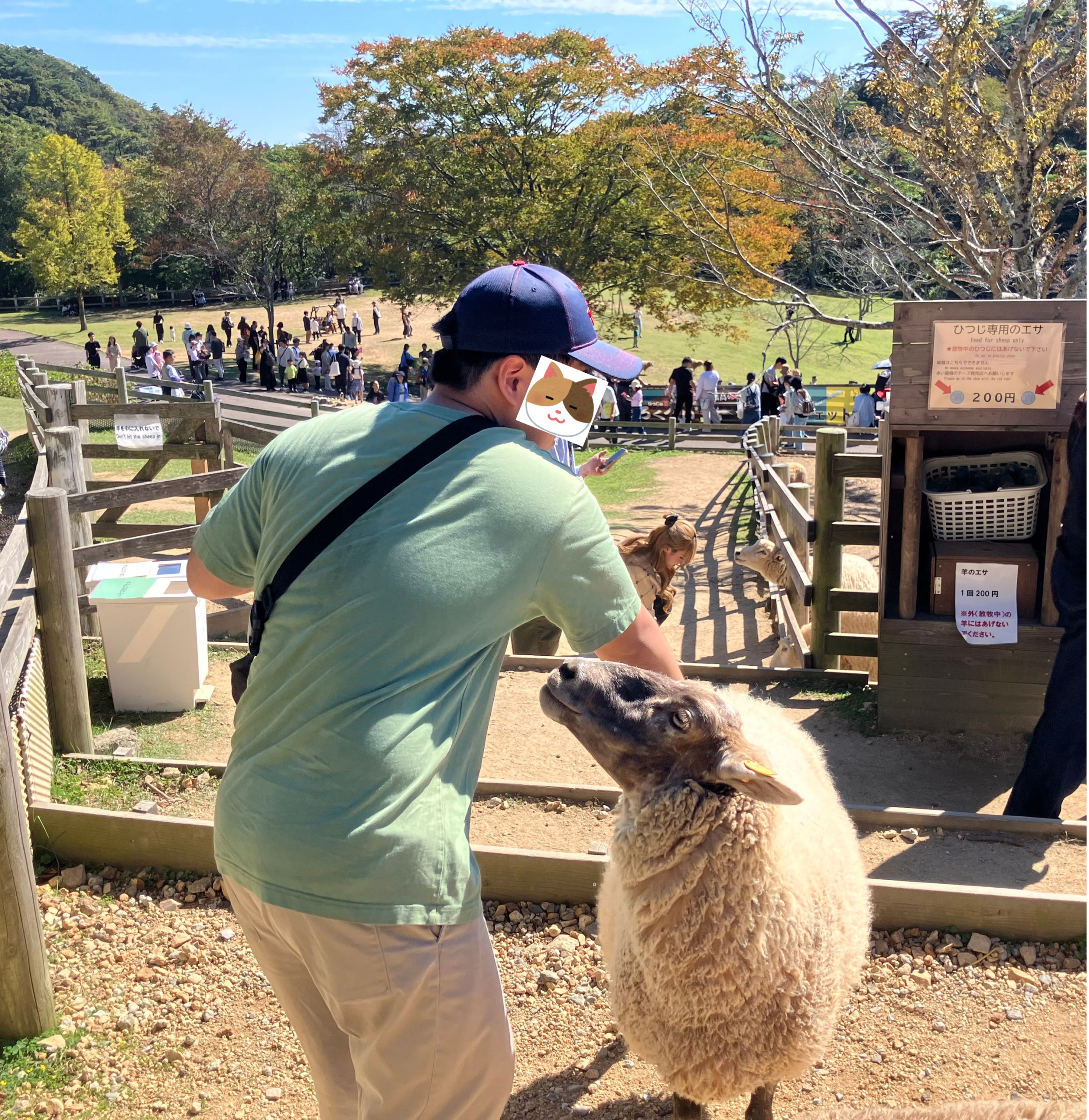 六甲山牧場でヒツジにエサをあげる息子
