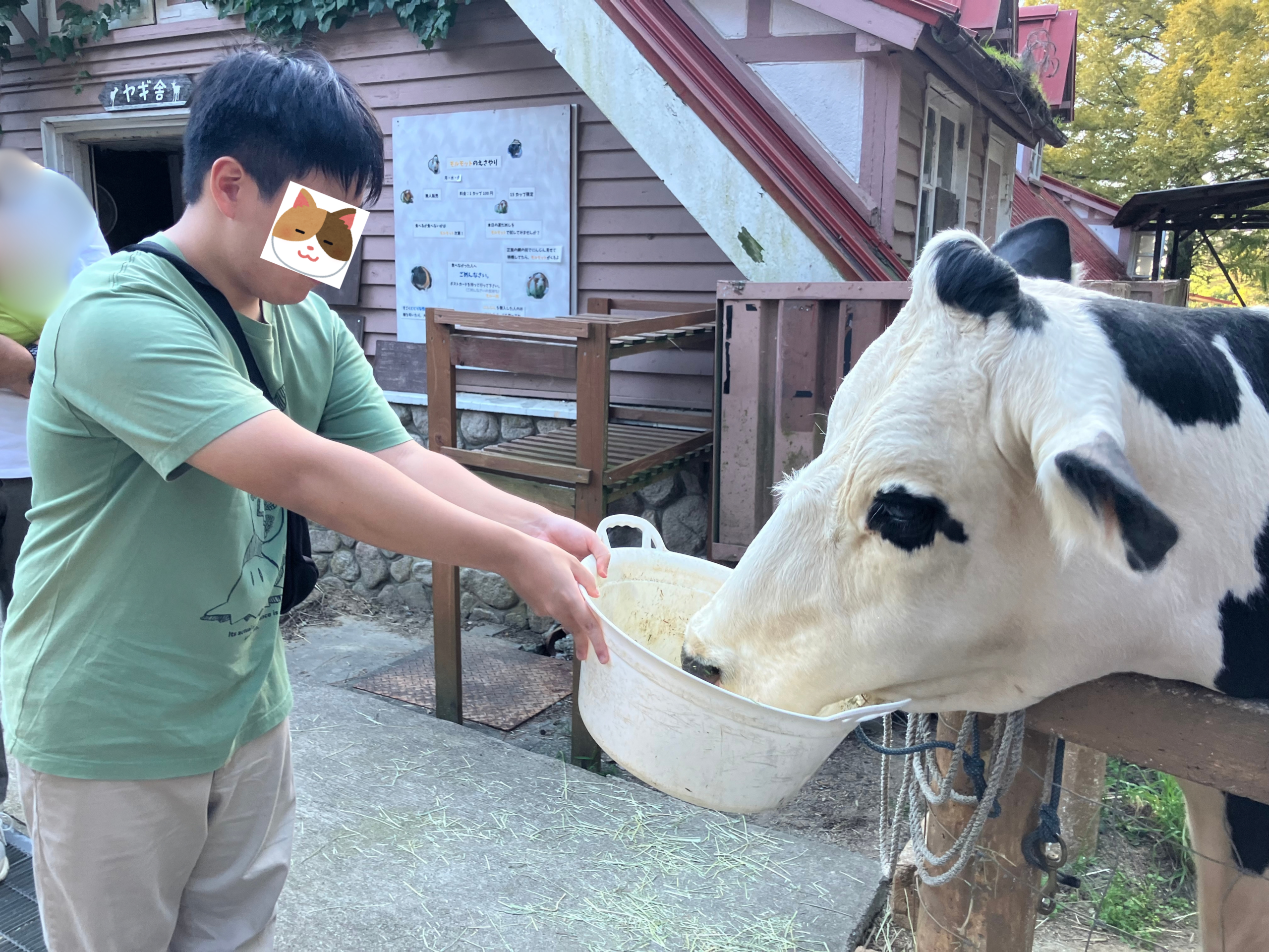 六甲山牧場で牛にエサをあげる息子