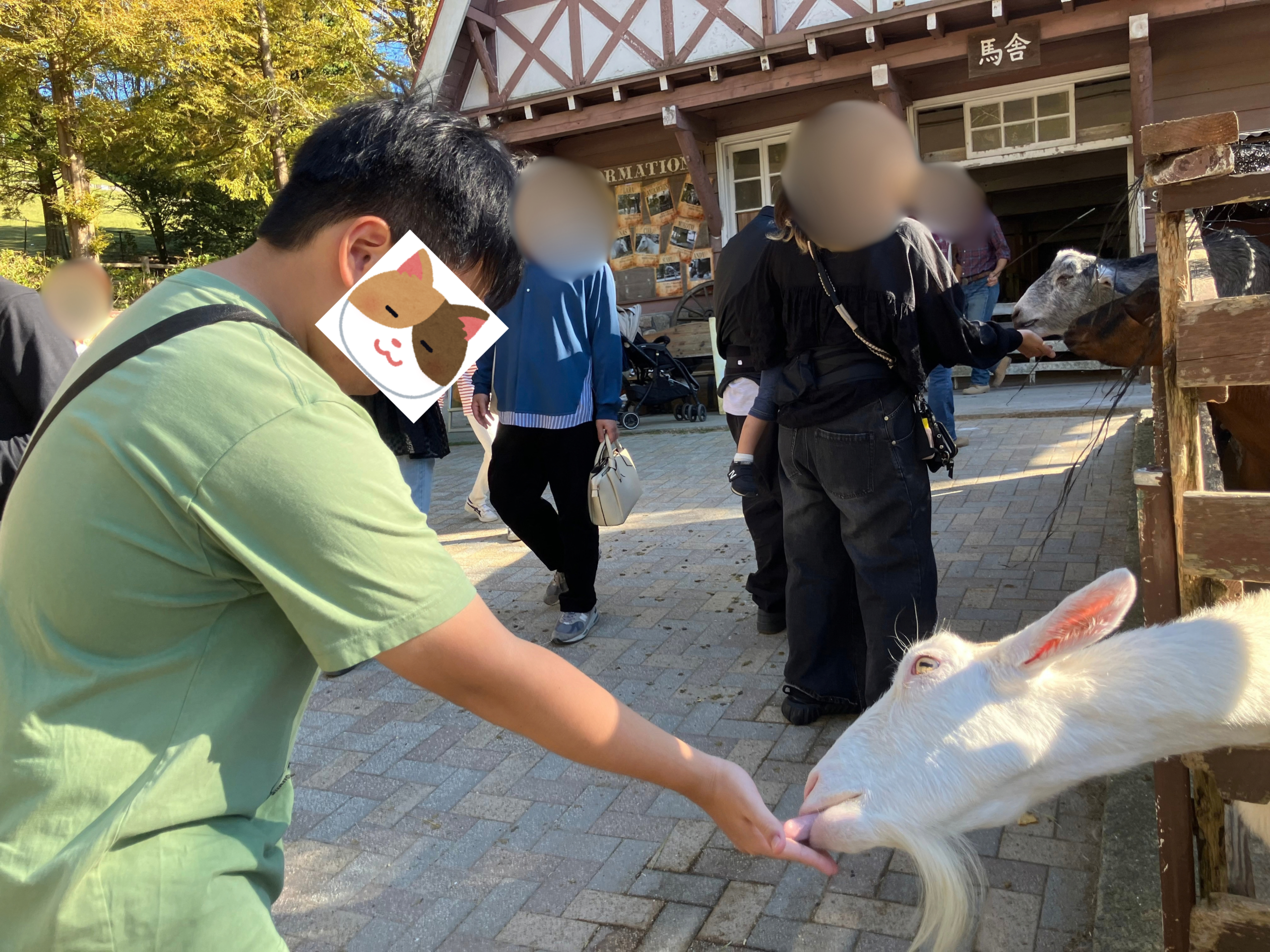 六甲山牧場でヤギにエサをあげる息子